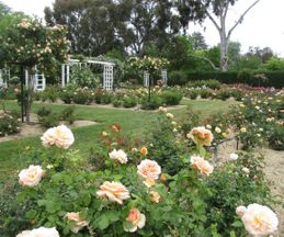 Rose Garden at Old Parliment House